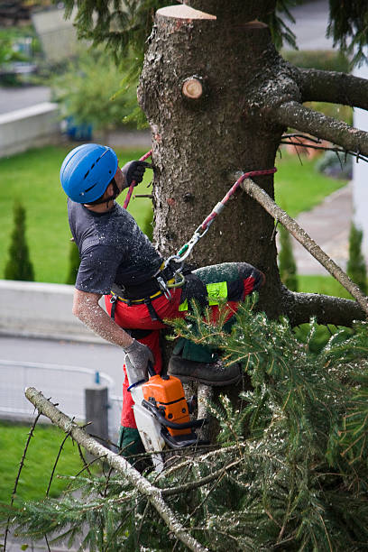 Tree and Shrub Care in San Martin, CA