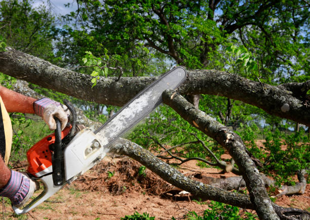 Reliable San Martin, CA  Tree Services Solutions